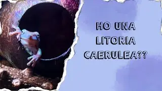 HO UNA  LITORIA CAERULEA??