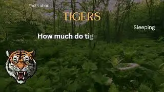 Tiger Fact 10 - How much do tigers sleep?