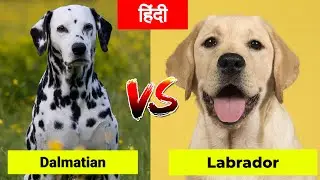 Dalmatian Vs Labrador in Hindi | Dog VS Dog | PET INFO | Which One is Best For You as Pet?