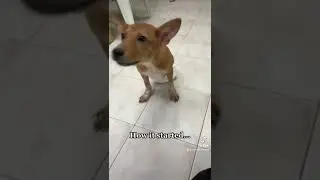📍Thailand Vet Clinic 🇹🇭