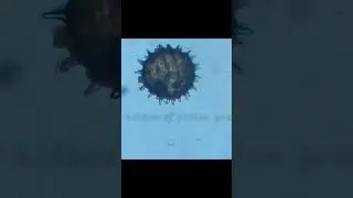 structure of pollen grain under microscope