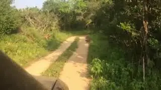 Yala leopard with baby
