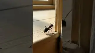 an ant passed through the house🐜🏡 #filmmaking #nature #motion #insects #dailylife #wildlife