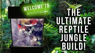 Building The Best Reptile Enclosure for Anoles - Welcome to Anoleland!