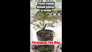 Program Santigi Cangkokan In Formal #santigi #bonsaisantigi #themax30cm #bonsaitree #santigimenez