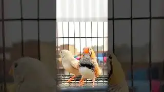 Zebra Finch Singing #bird #birdowner #lovebird #parrot #albino #finch #singing #animal #feeding