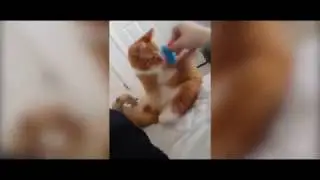 Funny Animal Fails | Epic Fails 2019 | Funny Animals