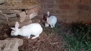 Rabbit baby 🐇🐇 🐇