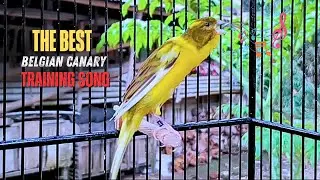 The Best Canary Sound!! Belgian Canary Training Singing