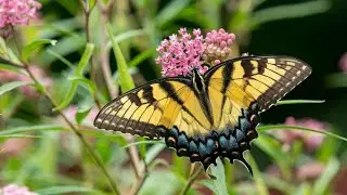 Butterfly population in South Texas faces dramatic decline, experts say