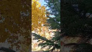 Whispers of Autumn 🍂 | Cinematic Love Letter to Nature&rsquo;s Golden Season 🌅❤️ 2 noiembrie 2025