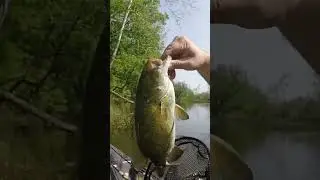 My brother Mike&rsquo;s first Smallie using the Rio Rico Popper! #shorts