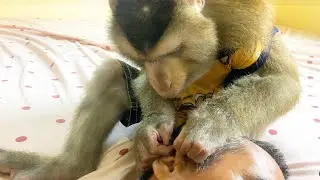 ASMR Monkey Grooming | Jason Remove Dirty Cells In Ears Hole For Dad To Satisfy Rest