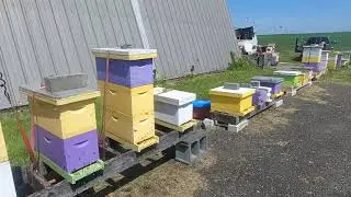 2024 Removing Queen cages using the hive lifter