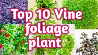 Top 10 vine foliage plant