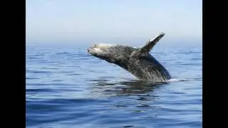 Whale watching in Knysna Garden Route