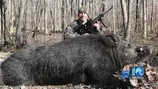 Another huge boar shot & killed in N.C.