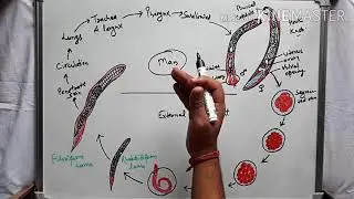 Ancylostoma duodenale (hookworm) life cycle and pathogenesis in hindi