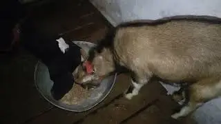 Beetal and Teddy Goats 🐐💯🐐 رات کا دانہ اور پروٹوکول #goat #farming #shortvideo #animals #shorts