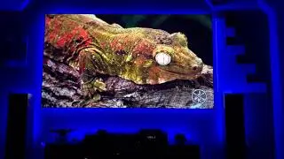 JVC 4k/8K DILA projector with eShift NX9/rs3000| Beautiful Demo