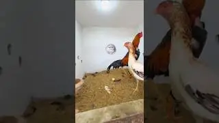 laka Shamo rooster