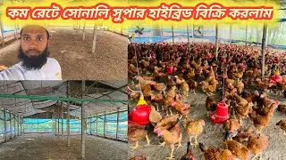 ৫২ দিনে সোনালি সুপার হাইব্রিড A+ মুরগি কম রেটে বিক্রি করলাম