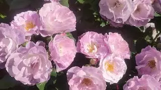 Цветение роз 2021🌹 ОБИЛЬНОЦВЕТУЩИЕ РОЗЫ ‼Golden Celebration,Блю фо ю ,Чиппендейл, Манстед Вуд.