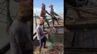 Fishermen catching fish with net trap from the Padma River 🐟🔥