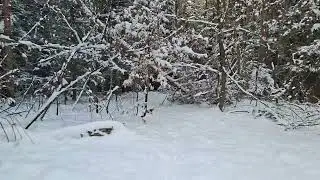 A czy wy też  lubicie zimowe spacery? ❄️☃️