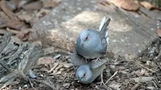 Diamond Dove a new breeding  setup