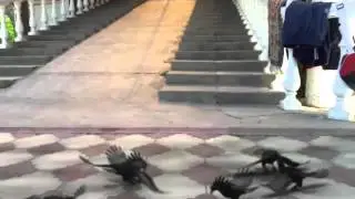 Вороны