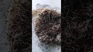 റാഗി മുളപ്പിച്ചത്#homemade sprouted ragi#vairalvideo #food