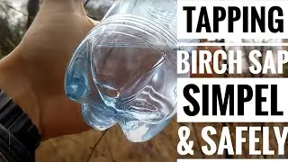 How to tap Birch sap and not damage the tree