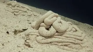 Bizarre Footage Of Acorn Worms