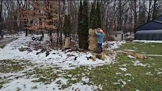 #121 Wrapping Burlap Around Trees To Keep The Deer From Eating Them