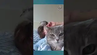 cats core 2026 😹🐾😂 #funnyanimals #pets #funny  #cute #compilation #cat #petshorts