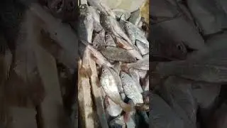 Silver croaker fish...