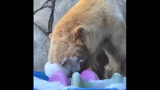 Пенная вечеринка в зоопарке Комо (Минессота, США)...Foam party at Como Zoo (Minnesota, USA).