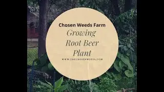 Growing Root Beer Plant