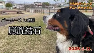 バーニーズと傷病 膀胱結石　2026.1.11.