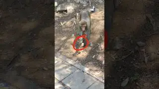 Funny monkey eating frog 🐸