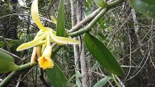 Natural Vanilla pollination. The Vanilla Pompona Company.