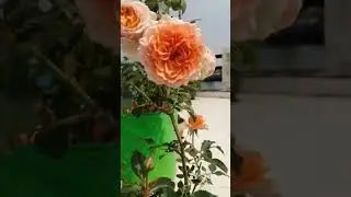 #beautiful dA rose's# #beautifulflowers#nature#in our garden#