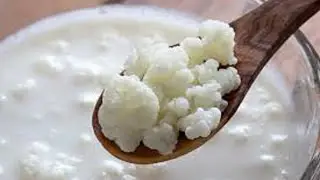 KEFIR COMO CUIDAR DO KEFIR DE LEITE | O probiótico milagroso