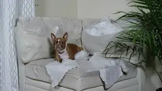 THIS is the BEST Protection Plan for your furniture. Here&rsquo;s why!