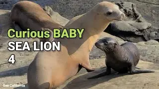 Curious Baby Sea Lion 4 - Full of Curiosity Baby Sea Lion