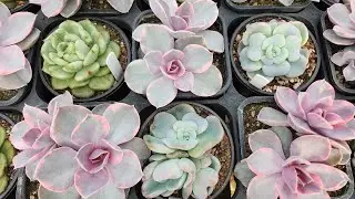 26.01.24(수)제12회라이브 훅하고 훅빠집니다 빨리들어오세요 정말 훅하고 빠이 합니다 해보아요#다육식물#다육#에어니옴#리톱스#충주다육