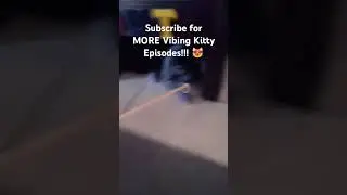 Vibing Kitty | Part 9 | Playful Rascal! 😻🫨🐈