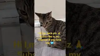 #cat #cute #love #fyp #cats #shorts #catvideos #catshorts