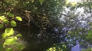Carpe au coup extr&ecirc;me bordure
